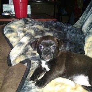 Meet your Posher, Carrie